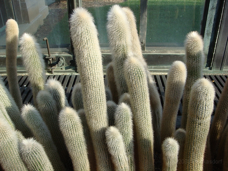 414 Longwood Gardens [2008 August 23].JPG - Longwood Gardens in Pennsylvania